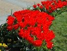 Tulips near Smithsonian Castle