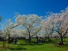 Cherry Blossoms in the Tidal Basin