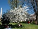 More Cherry Blossoms