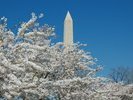 Even More Cherry Blossoms