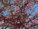 Yet More Cherry Blossoms